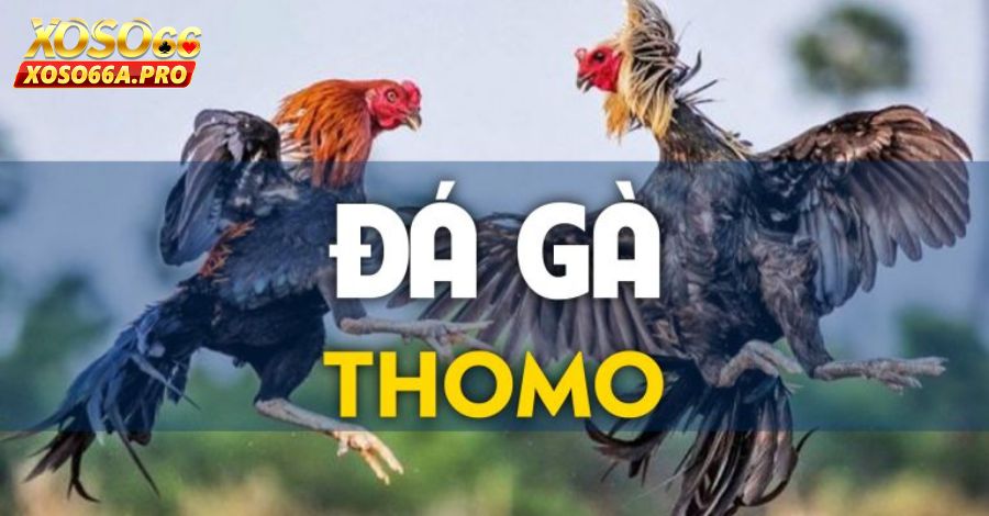 Khái niệm chi tiết về đá gà thomo tại xoso66